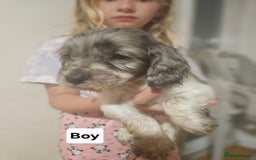 Cocker Spaniel dogs for sale: Beautiful Mixed Colour Cocker Spaniel Puppies - Image 6