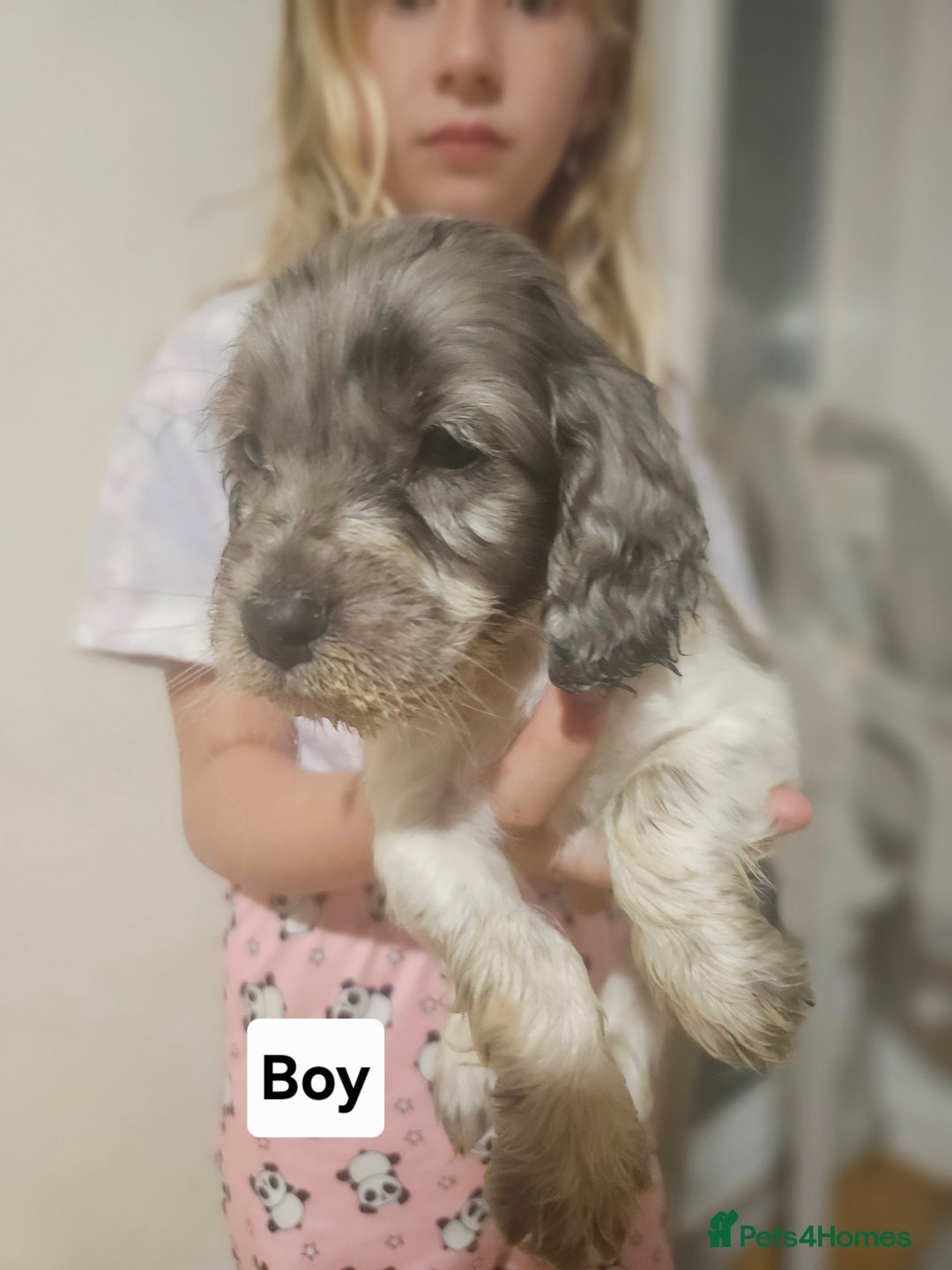 Cocker Spaniel dogs for sale: Beautiful Mixed Colour Cocker Spaniel Puppies - Image 6