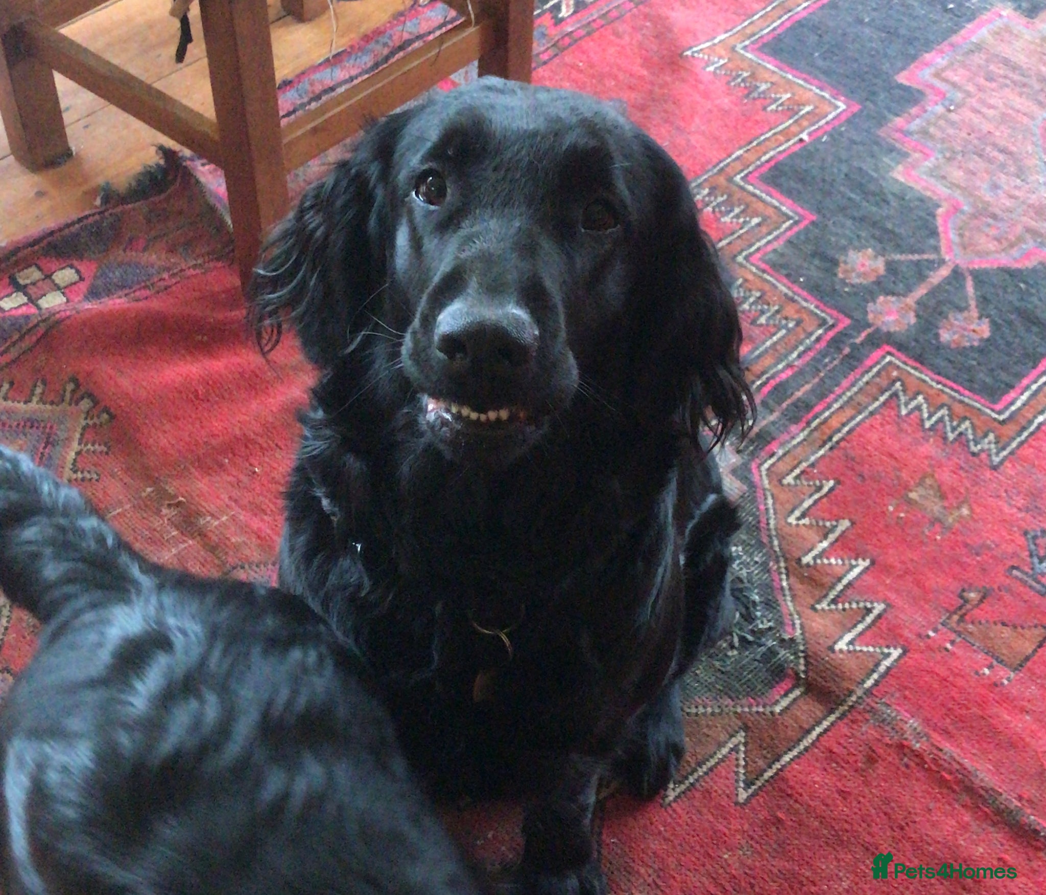 Flat coated Retriever dogs Gorgeous liver and black Flatcoat Retrievers - Advert 2