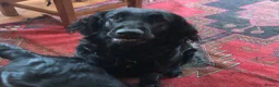 Flat coated Retriever dogs for sale: Gorgeous liver and black Flatcoat Retrievers - Advert 25