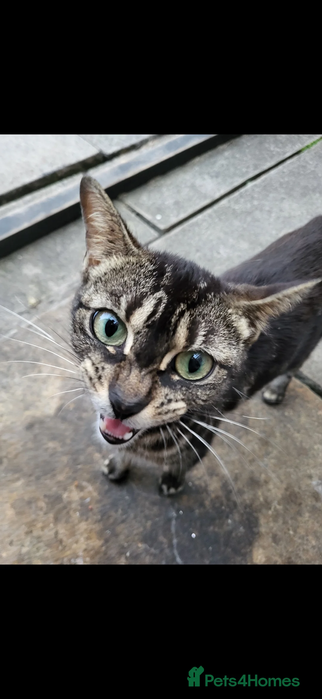 Mixed Breed cats for sale: 4 female and 1 boy  in Stockport - Advert 1