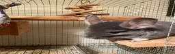 Chinchilla rodents for sale: Male chinchilla looking for a new home  - Advert 4