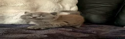 British Shorthair cats for sale: Tica reg British SH LH kittens Champion lines - Advert 20