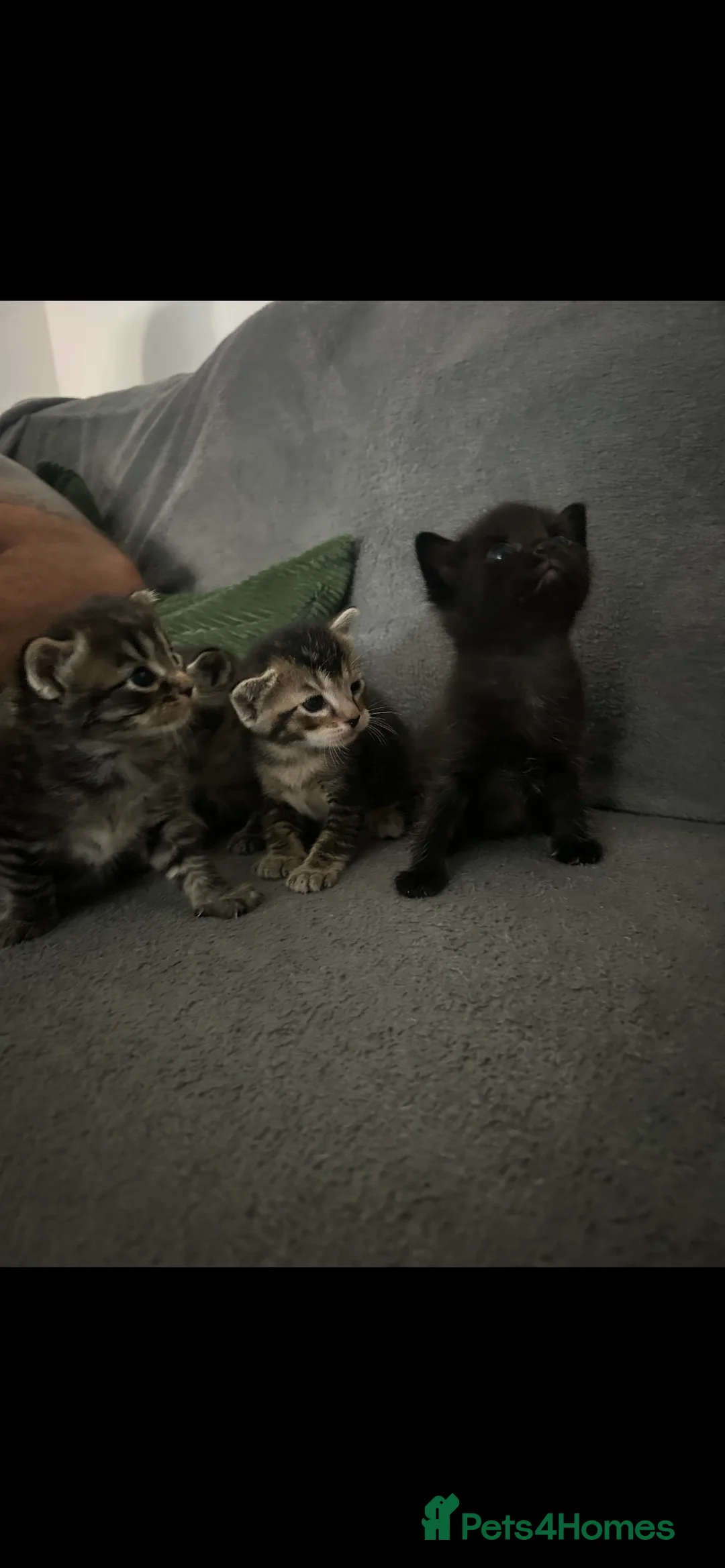 Mixed Breed cats for sale: 1/4 Ragdoll kittens  in Bordon - Advert 2
