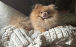 Pomeranian dogs for sale: Pomeranian puppy’s  - Image 9