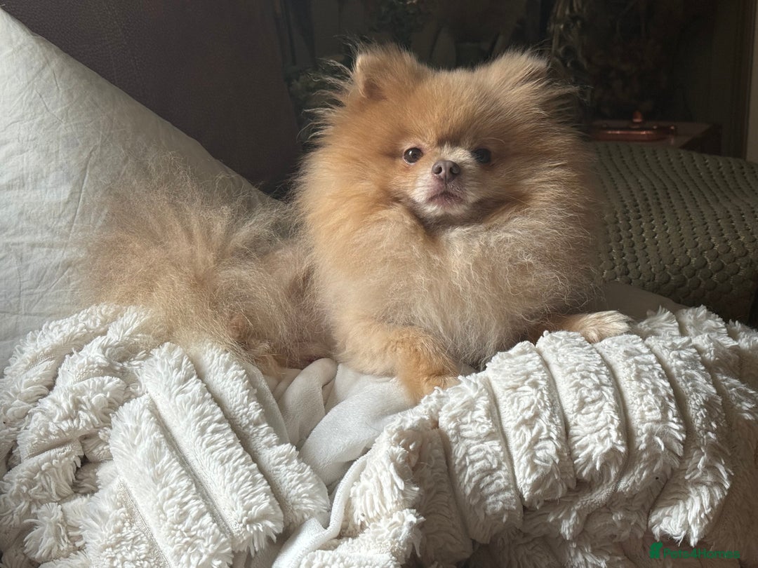 Pomeranian dogs for sale: Pomeranian puppy’s  - Image 9