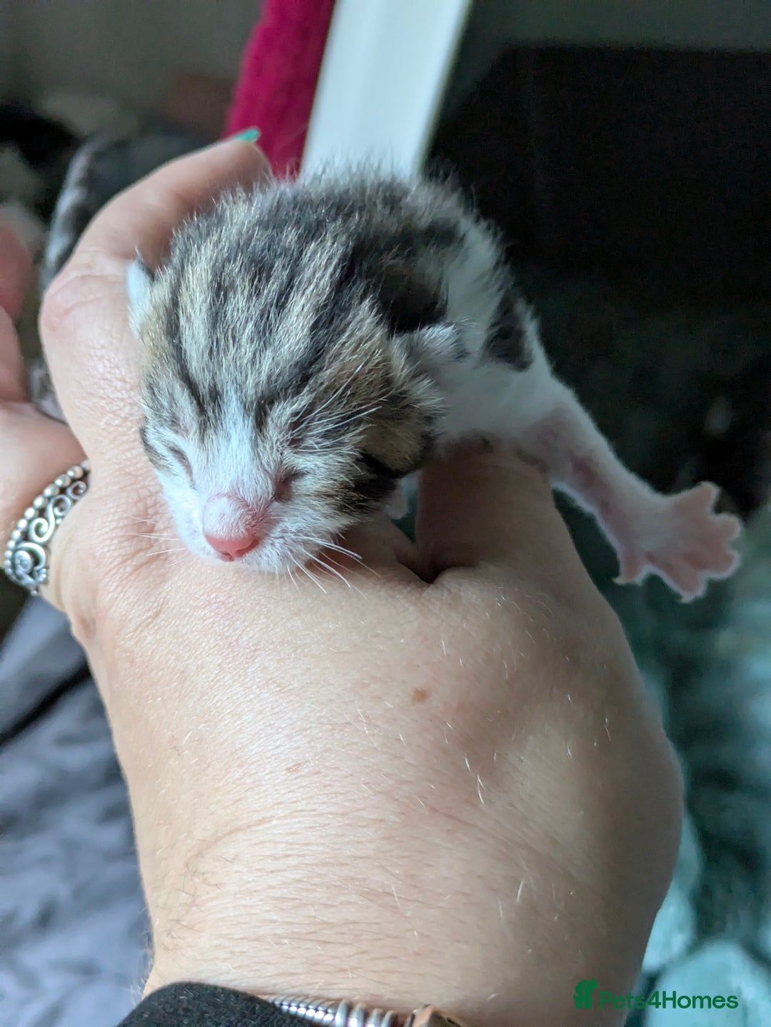 Mixed Breed cats for sale: 4 stunning kittens  - Image 16