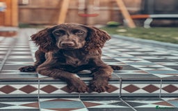 Cocker Spaniel dogs for sale: 6 months old working cocker spaniel - Image 3