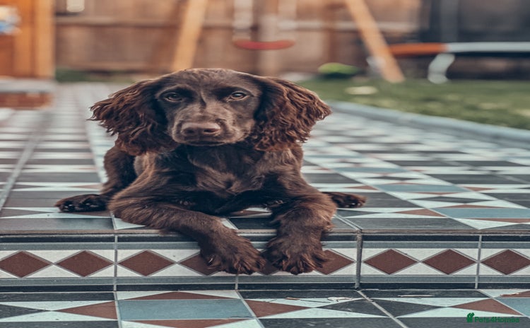 Cocker Spaniel dogs - Advert 6