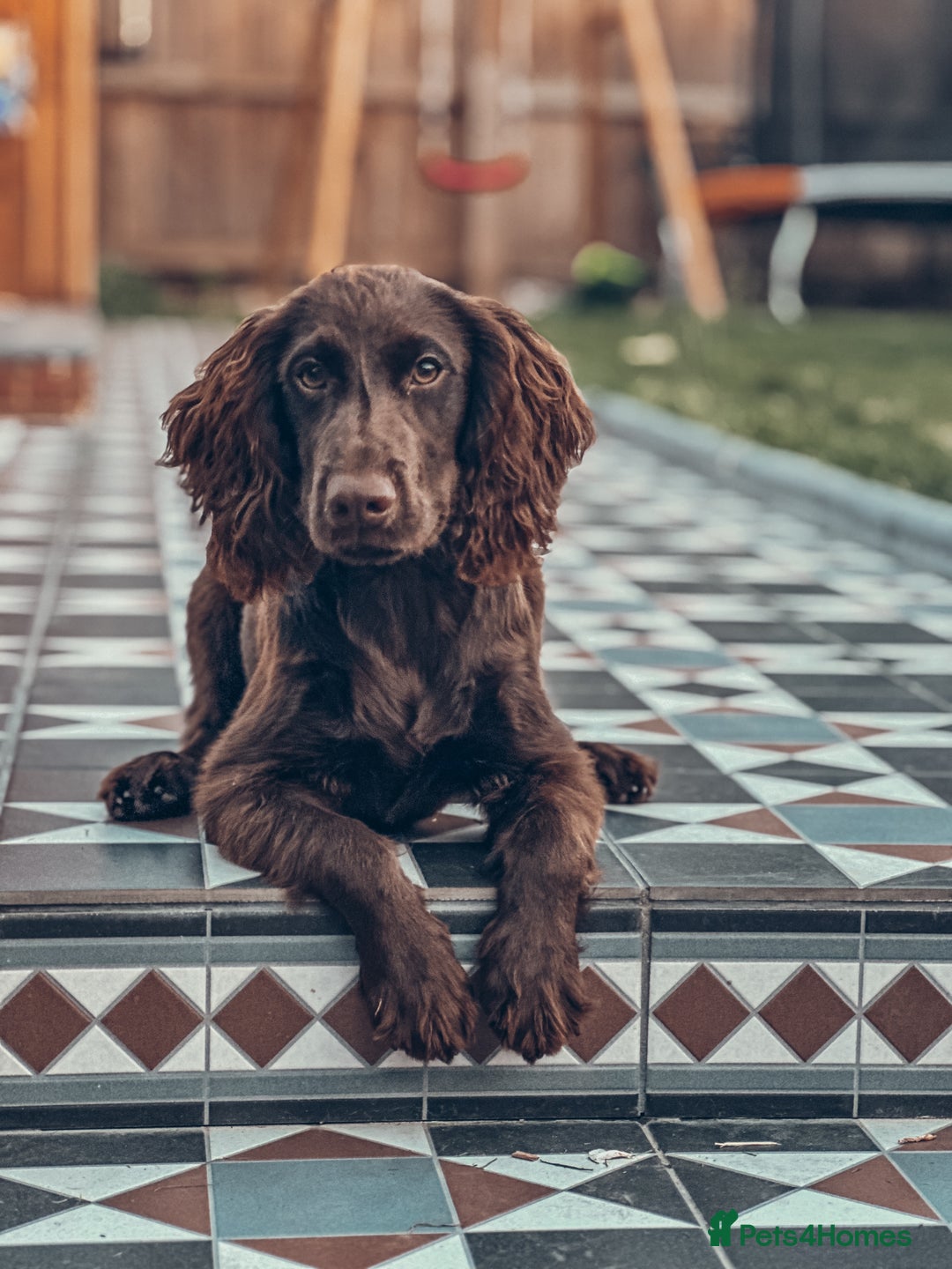 Cocker Spaniel dogs for sale: 6 months old working cocker spaniel - Image 3