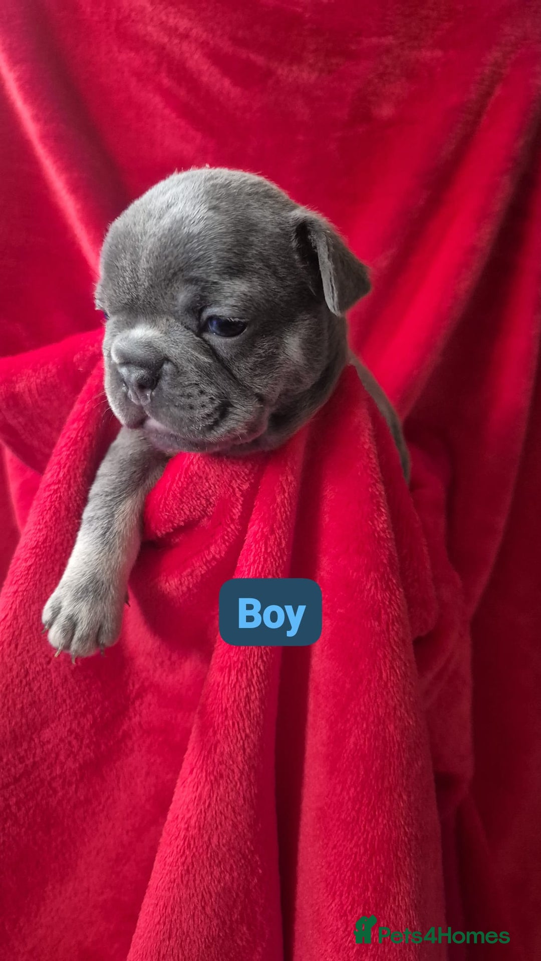 French Bulldog dogs for sale: French bulldog puppies  - Advert 5