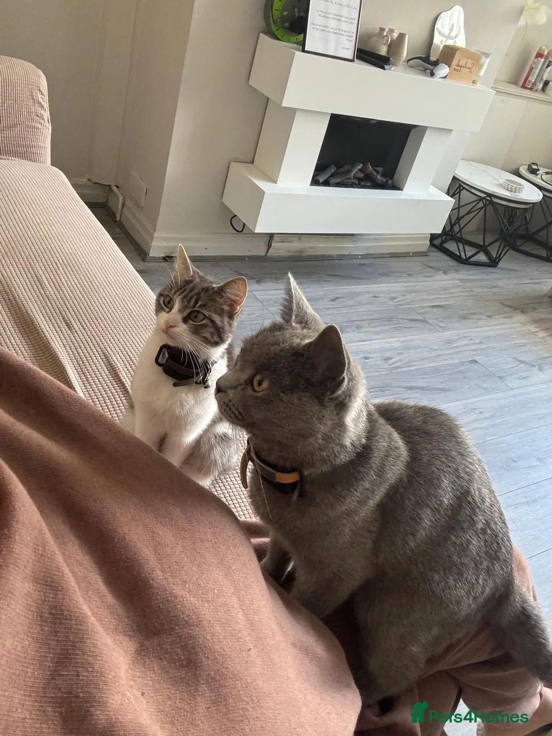 British Shorthair cats for sale: 2 cats for a new home in Bolton - Advert 4