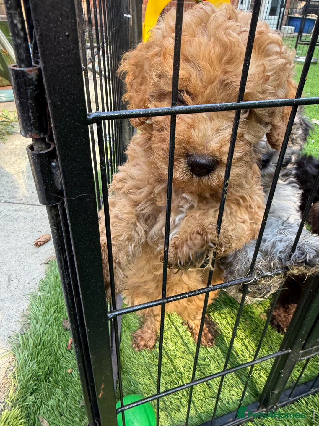 Labradoodle dogs for sale: Our Therapy Dog has had a litter of Labradoodles  - Advert 2