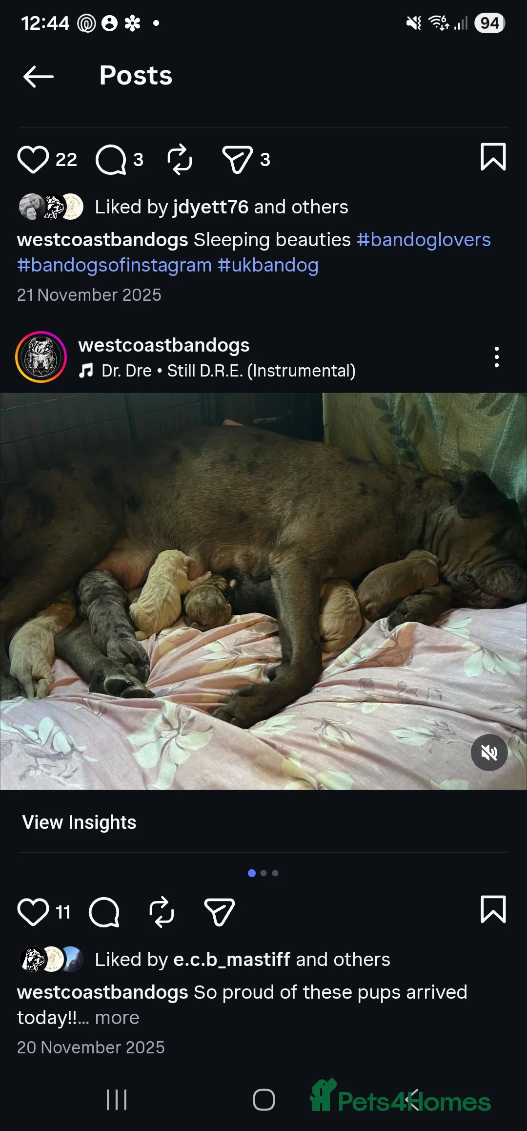 Mixed Breed dogs for sale: Presa X Neo puppy 13weeks ready now! - Advert 7