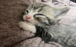 British Shorthair cats for sale: Beautiful British shorthair x - Image 6