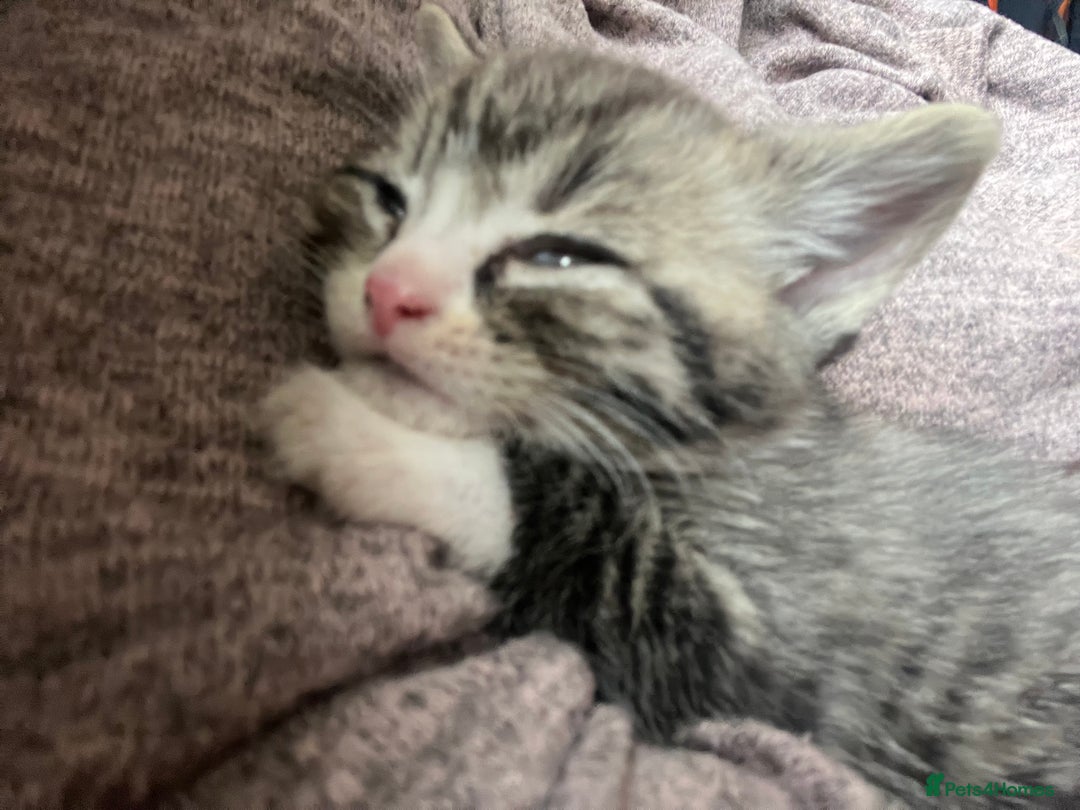 British Shorthair cats for sale: Beautiful British shorthair x - Image 6