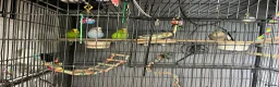 Cockatiels birds for sale: 3 budgies and 2 cockatiels in Kidlington - Advert 4