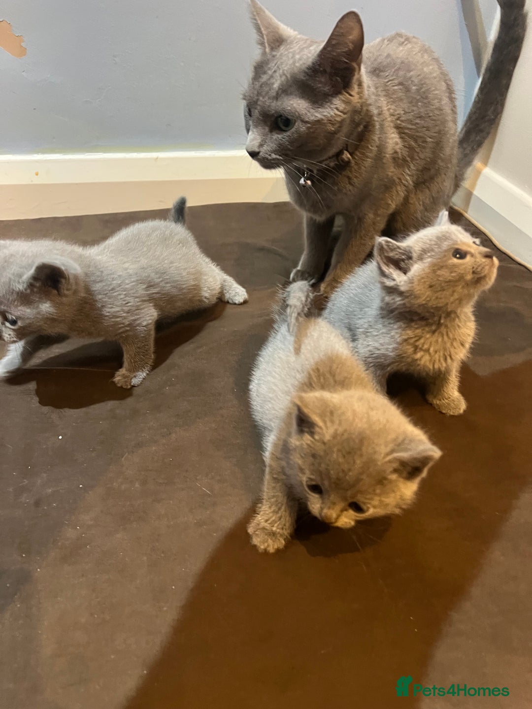 Russian Blue cats for sale: Adorable Russian blue kitten champion bloodline - Image 12