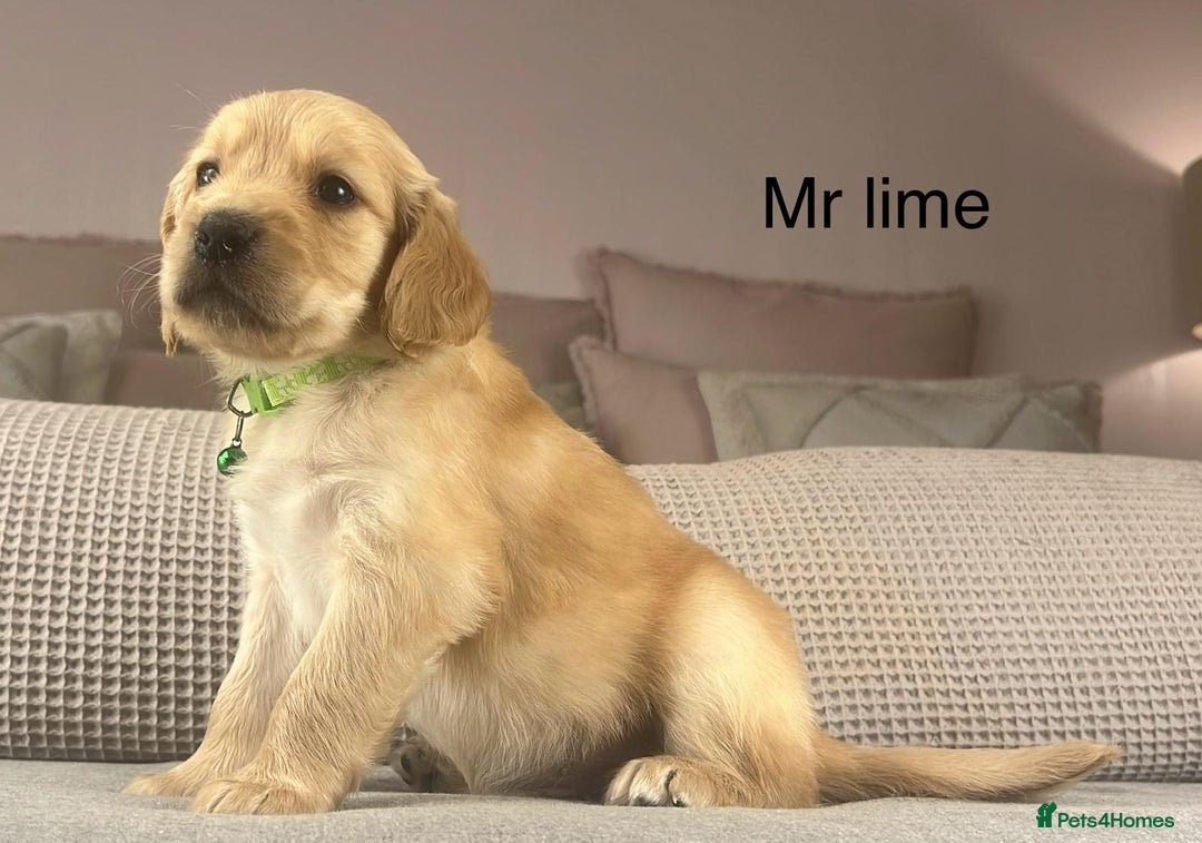 Goldendoodle dogs for sale: These will be stunning adults. Real head turners. - Advert 19