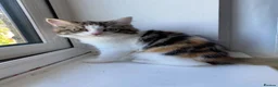 Mixed Breed cats for sale: Main coon  - Advert 5