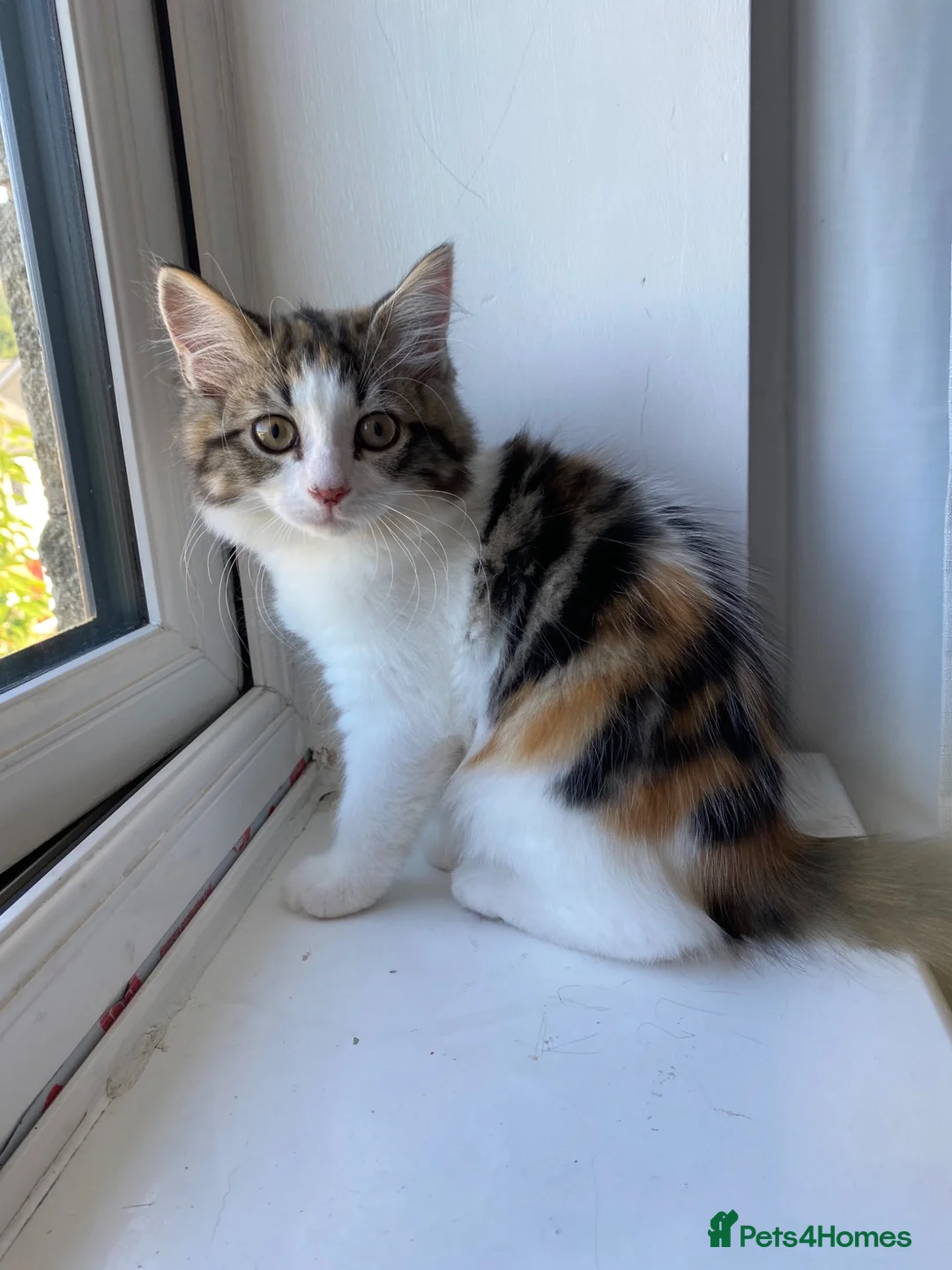Mixed Breed cats for sale: Main coon  - Advert 5