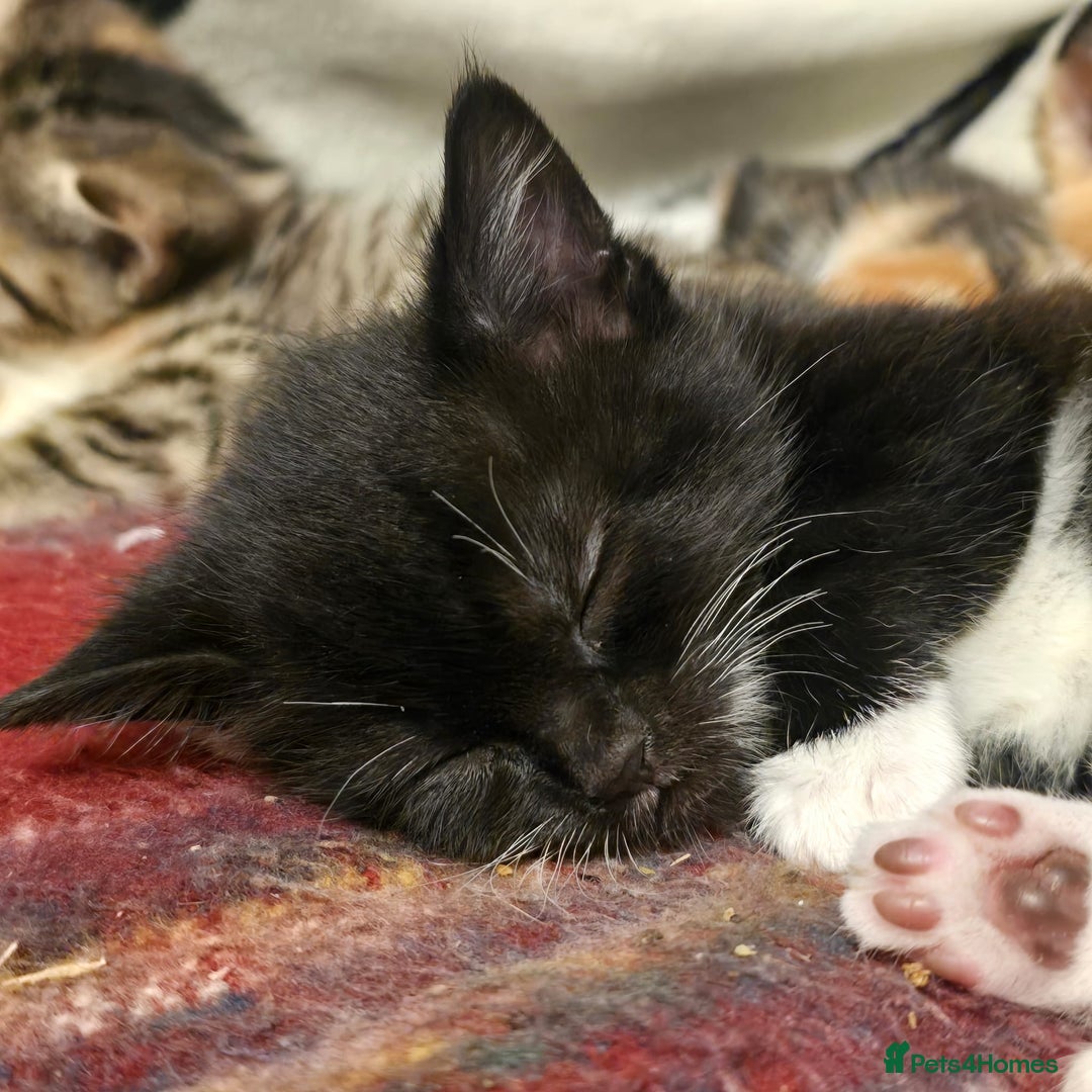 Mixed Breed cats for sale: Ready now 🐱🏠🖤 - Advert 4