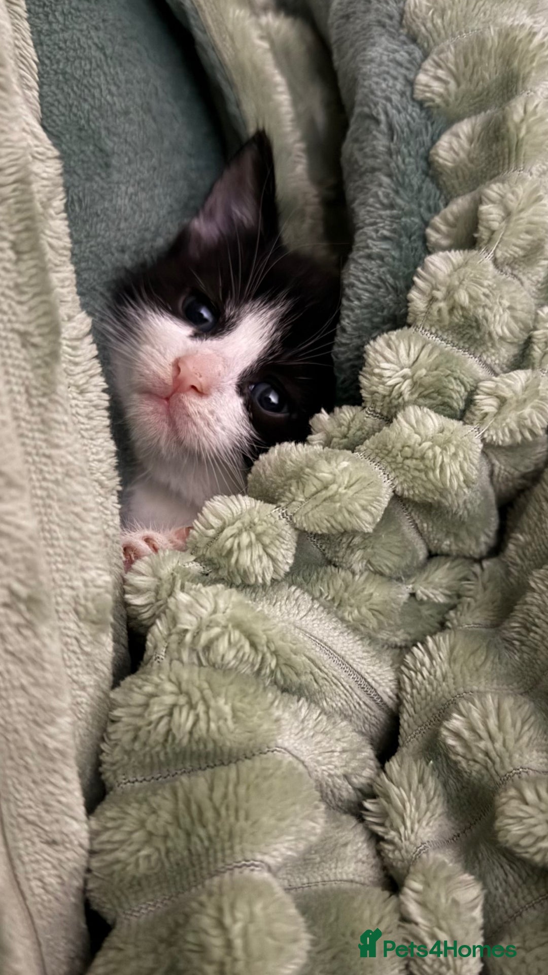 American Shorthair cats for sale: Adorable Kitten For Sale🐾 - Advert 1