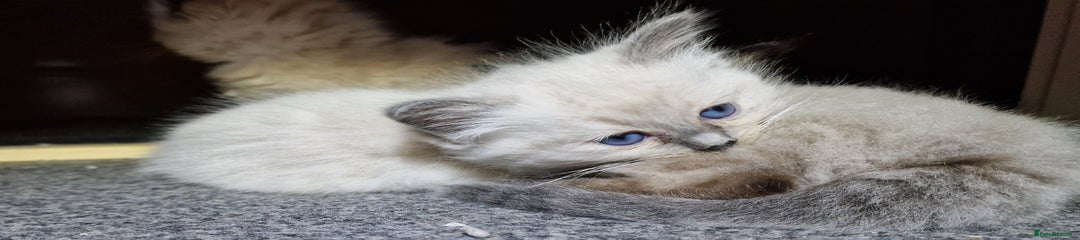 Kitten 4