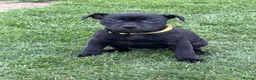 Staffordshire Bull Terrier dogs for sale: KC Black Puppies Ready Now - Advert 17