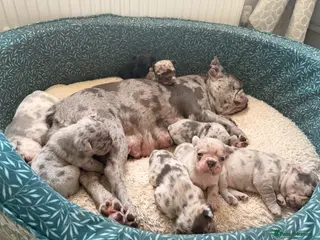 French Bulldog dogs Incredible Merle litter - Advert 5