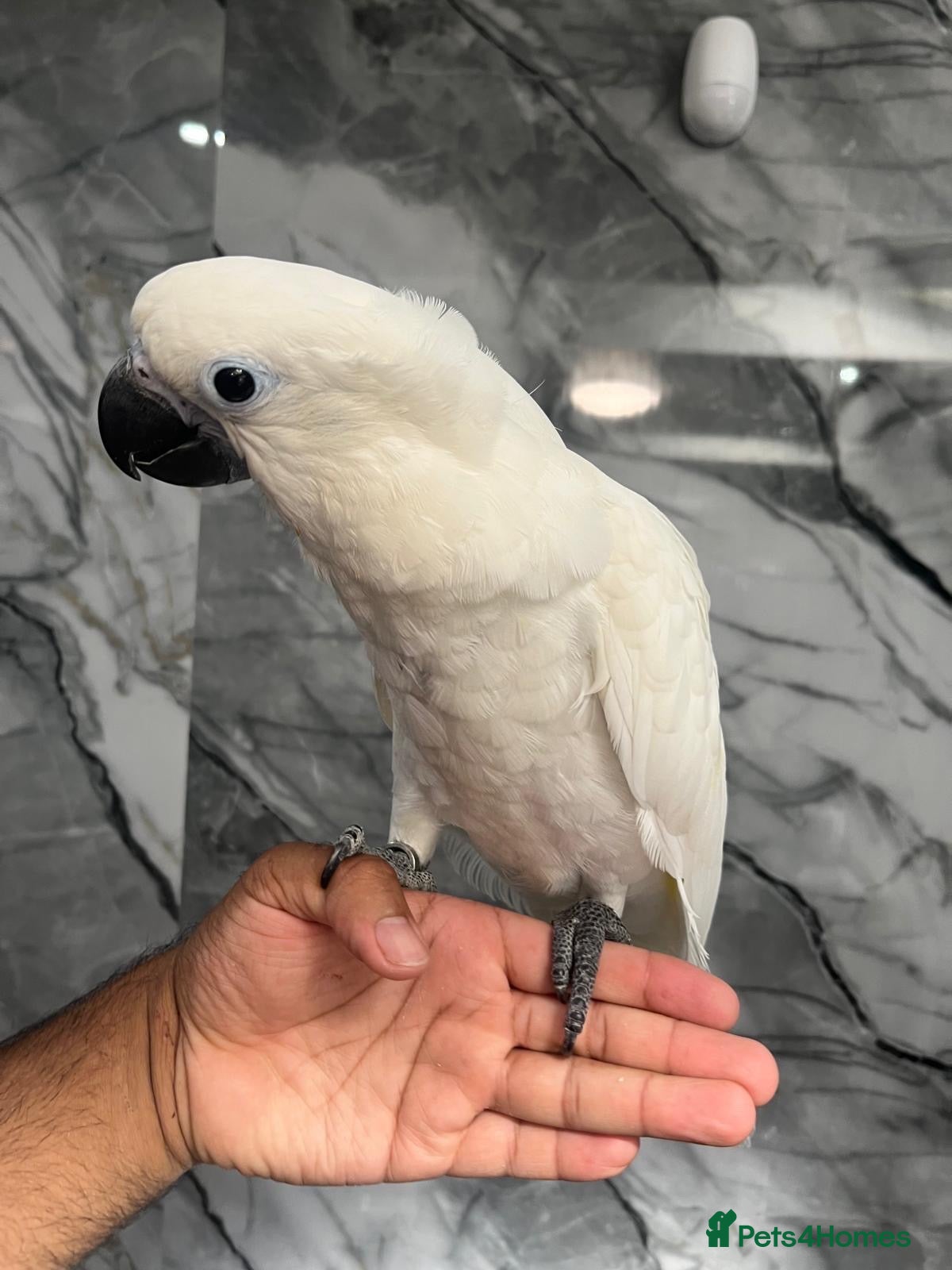 Cockatoo birds for sale: Baby HandReared Super Tame Cuddly Umbrella Cockato - Advert 2