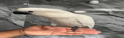 Cockatoo birds for sale: Baby HandReared Super Tame Cuddly Umbrella Cockato in Nottingham - Advert 2