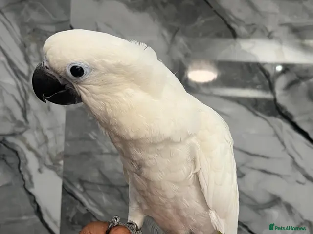 Cockatoo birds for sale: Baby HandReared Super Tame Cuddly Umbrella Cockato - Advert 2