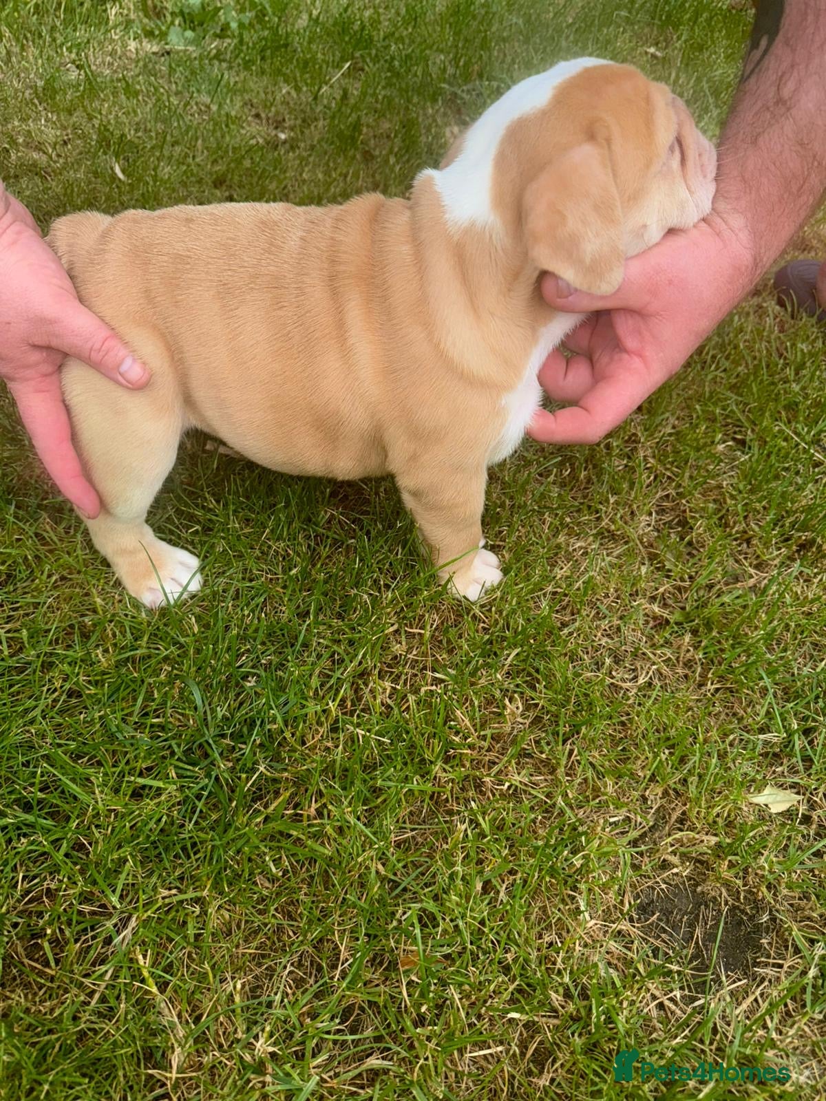 English Bulldog dogs for sale: Chunky healthy pups - Advert 10