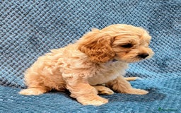 Cavachon dogs for sale: 1 Cavachon boy left  - Image 2