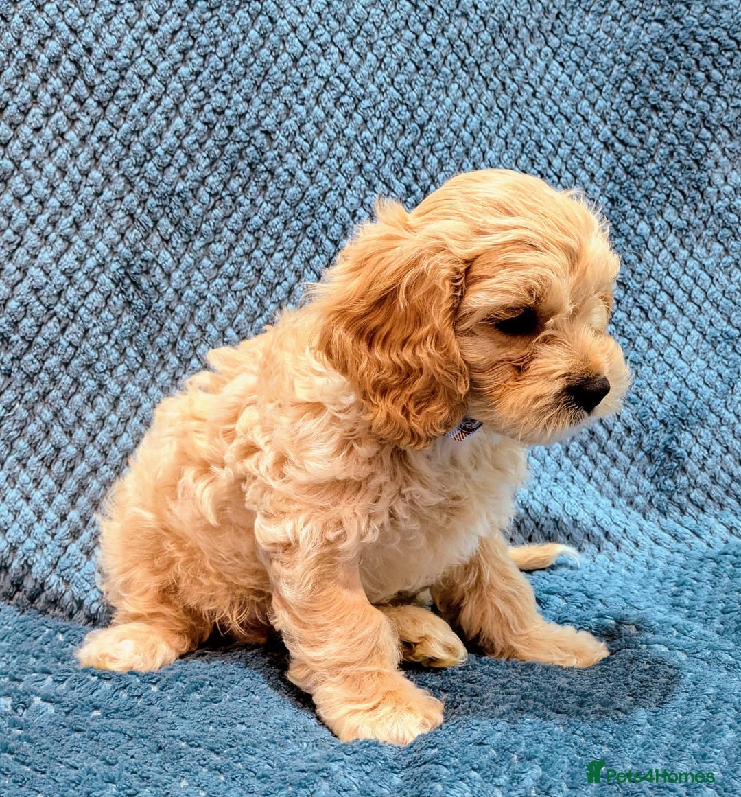 Cavachon dogs for sale: 1 Cavachon boy left  - Image 2