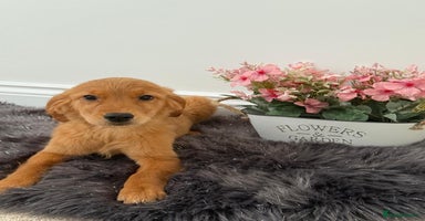 Golden Retriever dogs - Advert 1