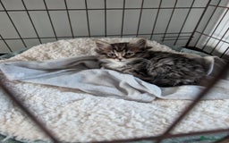 British Shorthair cats for sale: Beautiful British short hair  - Image 3