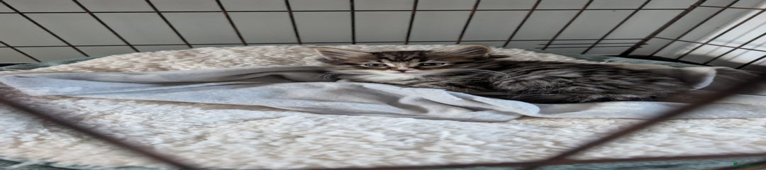 British Shorthair Kitten 2