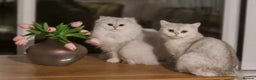 British Shorthair cats for stud: ❤ British Short Hair Active Stud ❤ Champion ❤ in Doncaster - Advert 35