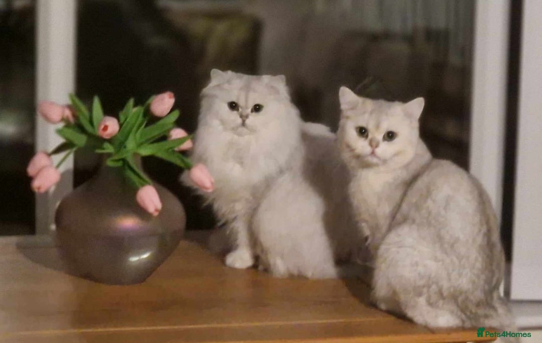 British Shorthair cats for stud: ❤ British Short Hair Active Stud ❤ Champion ❤ in Doncaster - Advert 35