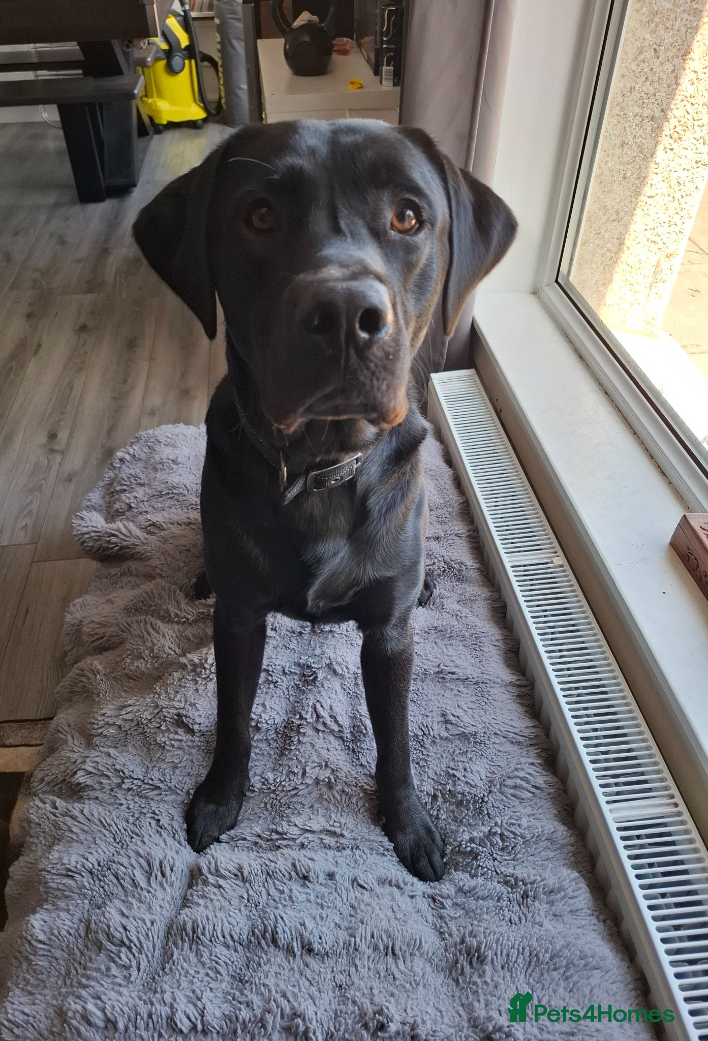 Labrador Retriever dogs Snoop - Advert 12