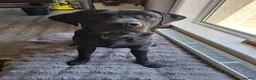 Labrador Retriever dogs for sale: Snoop - Advert 1