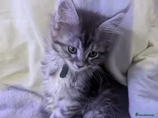 Maine Coon cats Exceptional Maine Coon Kittens for Loving Homes - Advert 16