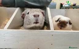 Guinea Pig rodents for sale: Lots of Guinea Pigs Always available!  - Image 20