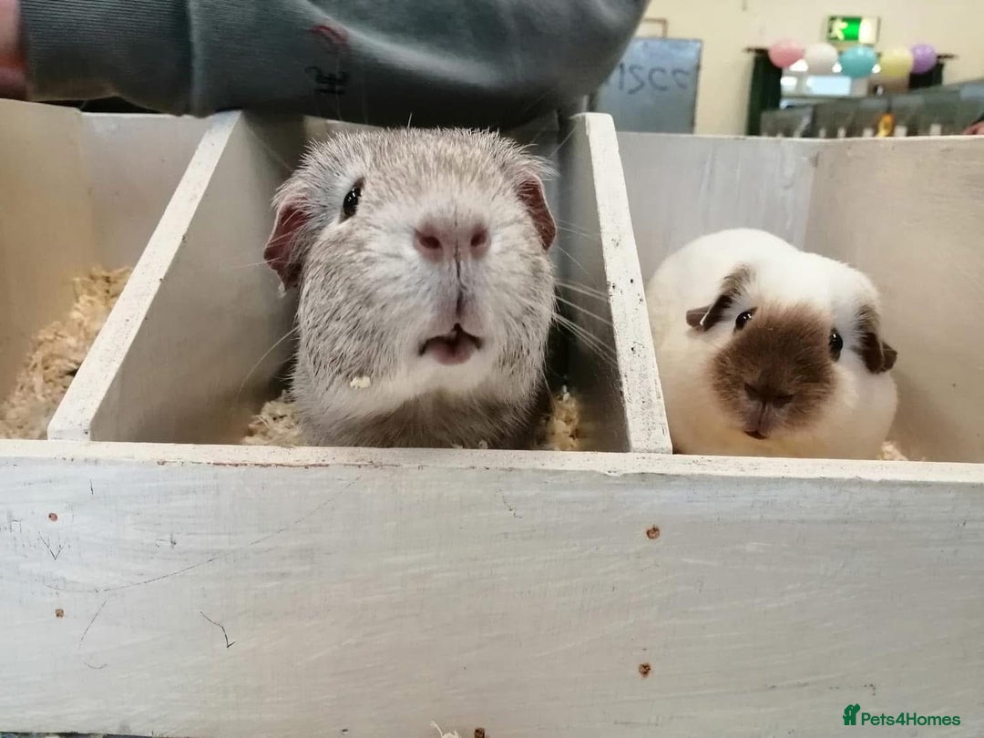Guinea Pig rodents for sale: Lots of Guinea Pigs Always available!  - Image 20