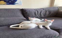 Khao Manee cats for sale: White Scottish fold mix - Image 14