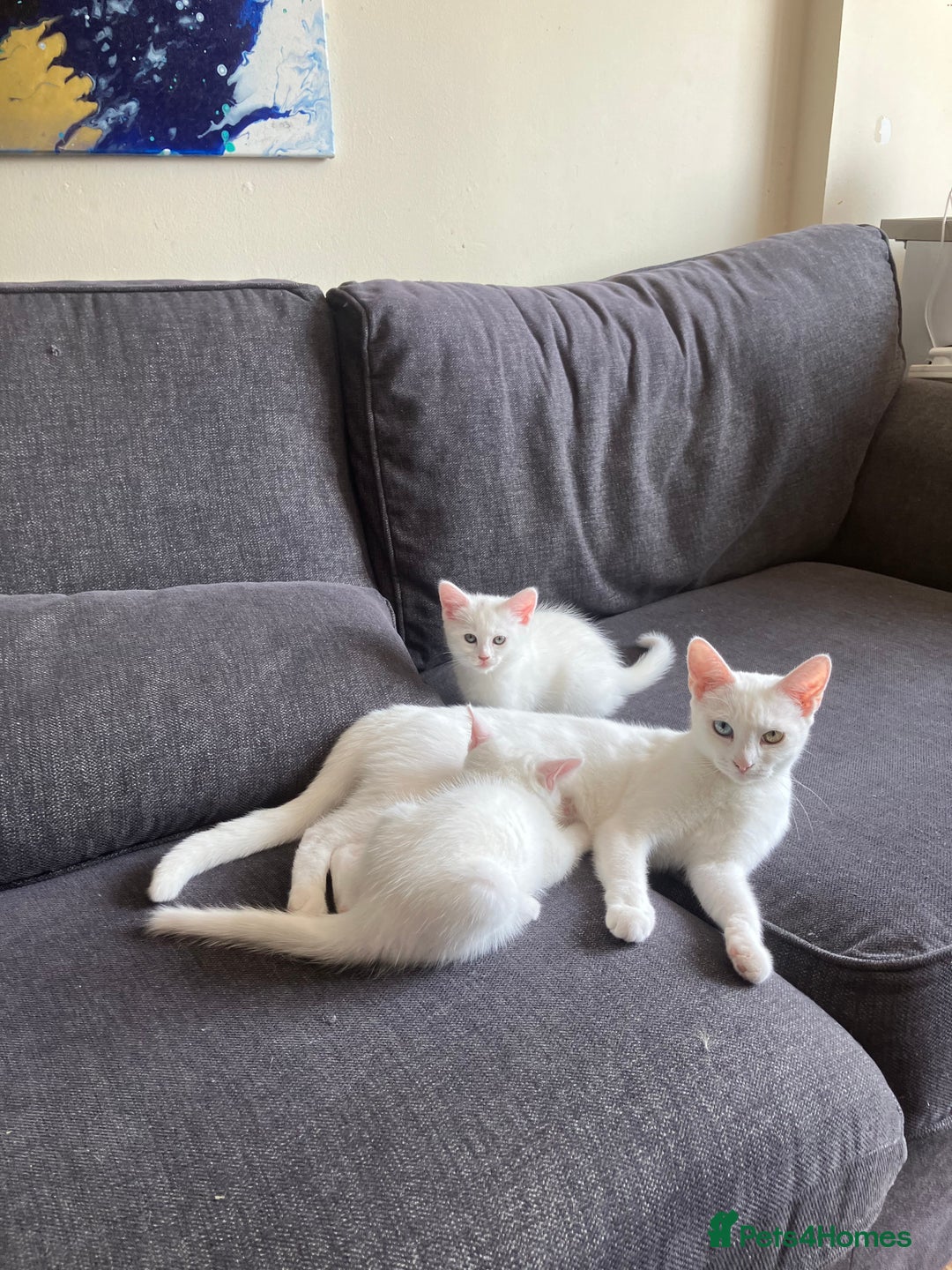 Khao Manee cats for sale: White Scottish fold mix - Image 14