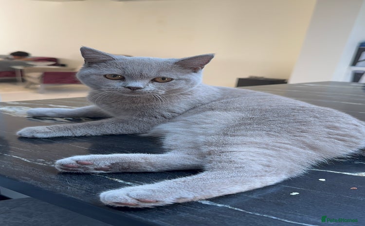 British Shorthair cats Beautiful Shorthair-active register(TICA and GCCF) - Advert 1