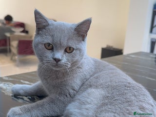 British Shorthair cats Beautiful Shorthair-active register(TICA and GCCF) - Advert 5